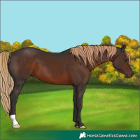Horse Color:Liver Chestnut 