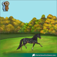 Horse Color:White Spotted Liver Chestnut 