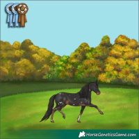 Horse Color:White Spotted Liver Chestnut 