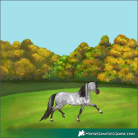 Horse Color:White Spotted Liver Red Roan 