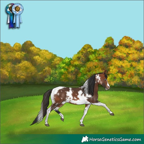 Horse Color:White Spotted Bay Tobiano Frame 