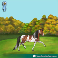 Horse Color:White Spotted Bay Tobiano Frame 