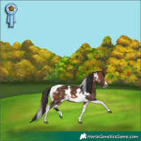 Horse Color:White Spotted Bay Tobiano Frame 