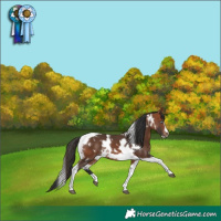 Horse Color:White Spotted Bay Tobiano Frame