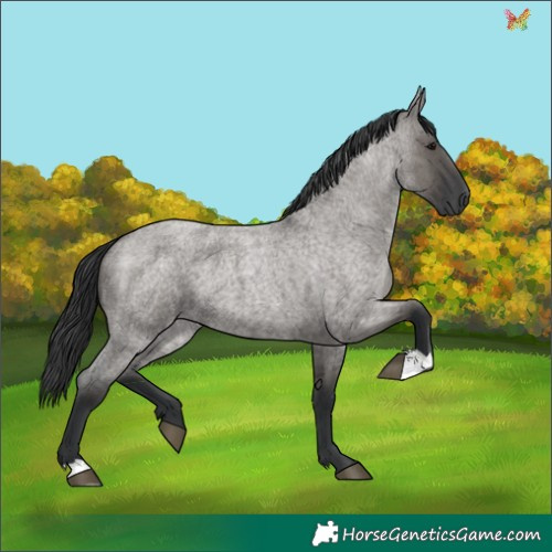 Horse Color:Grullo Roan 