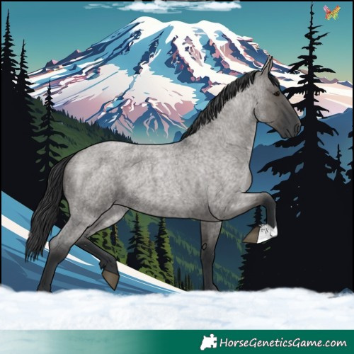 Horse Color:Grullo Roan 