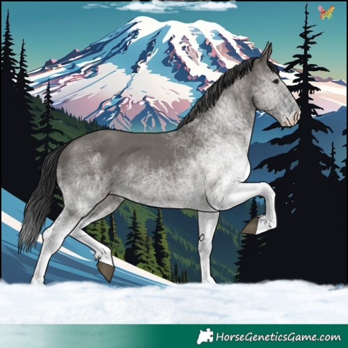 Horse Color:White Spotted Grullo