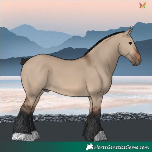 Horse Color:Brown Dun 