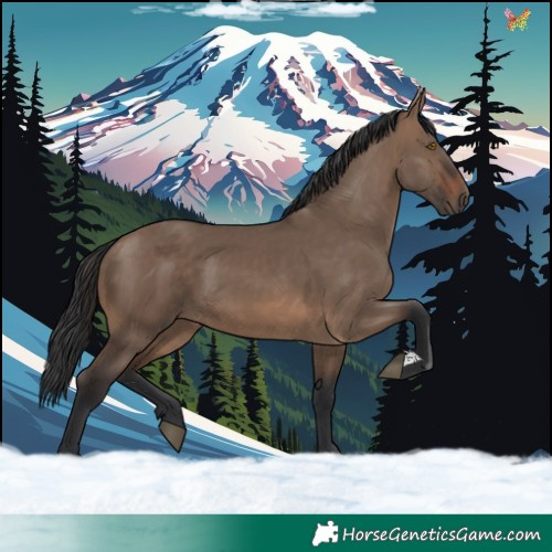 Horse Color:Brown Dun