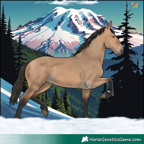 Horse Color:Bay Dun 