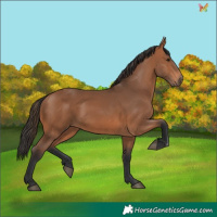 Horse Color:Bay 