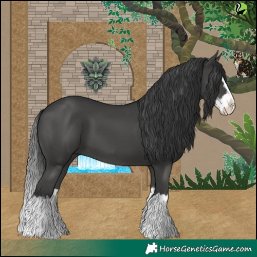 Horse Color:Black Splash 