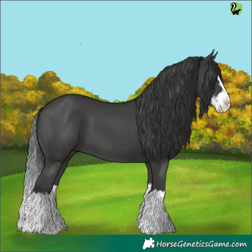 Horse Color:Black Splash 