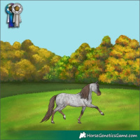 Horse Color:Liver Red Roan
