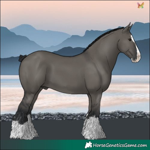 Horse Color:Grullo Splash 