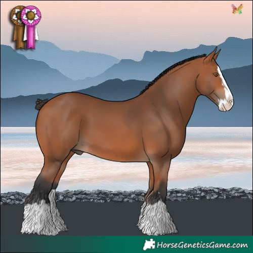 Horse Color:Bay Splash 