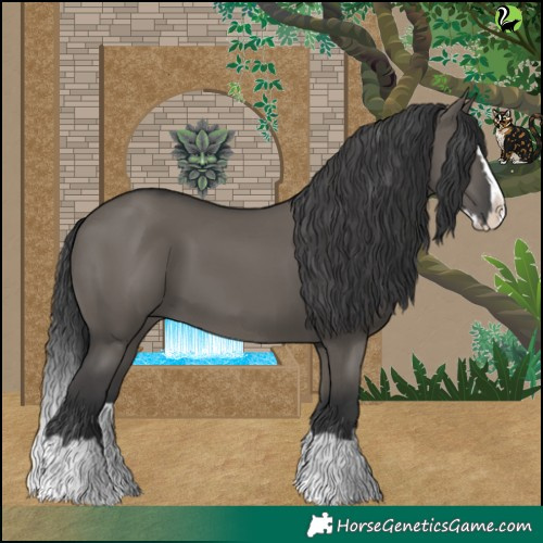 Horse Color:Grullo Splash 
