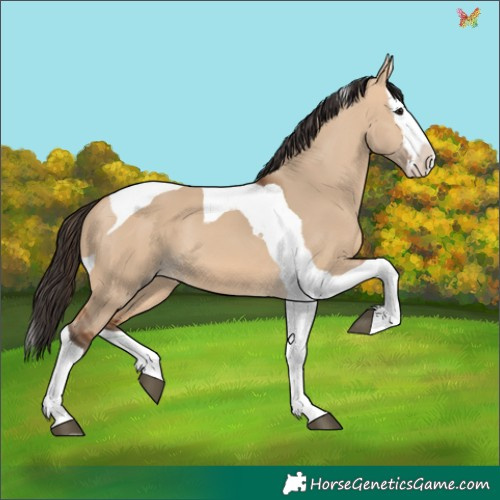 Horse Color:Bay Dun Splash Tobiano 