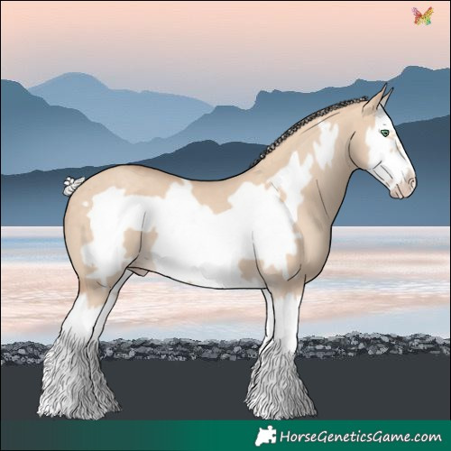 Horse Color:Silver Classic Champagne Dun Splash Frame 