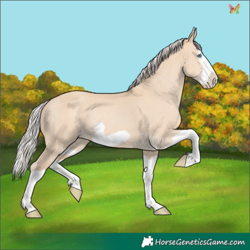 Horse Color:Silver Classic Champagne Dun Splash Frame 