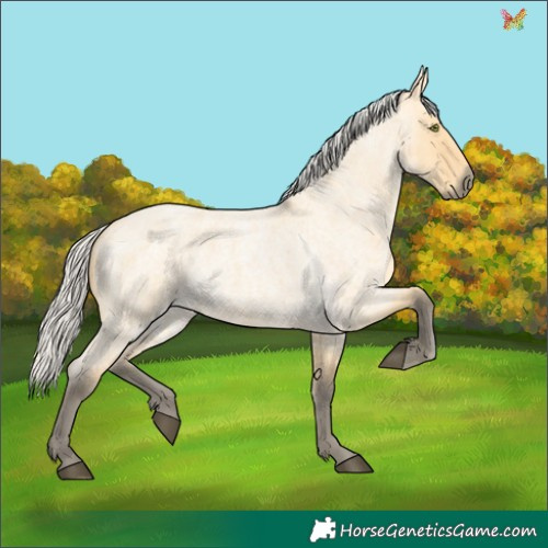 Horse Color:Silver Buckskin Roan Dun 