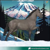 Horse Color:Grullo Rabicano 