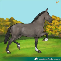 Horse Color:Grullo Rabicano 