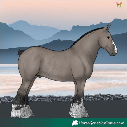 Horse Color:Grullo Rabicano 