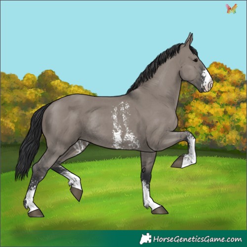 Horse Color:Grullo Sabino Rabicano