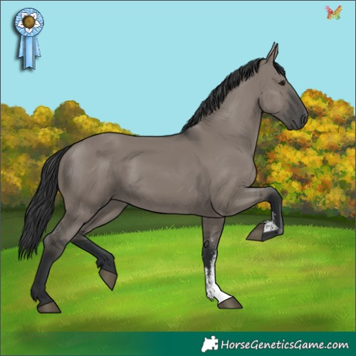 Horse Color:Grullo Sabino Rabicano 