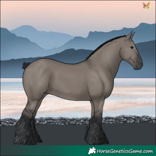 Horse Color:Grullo Rabicano 