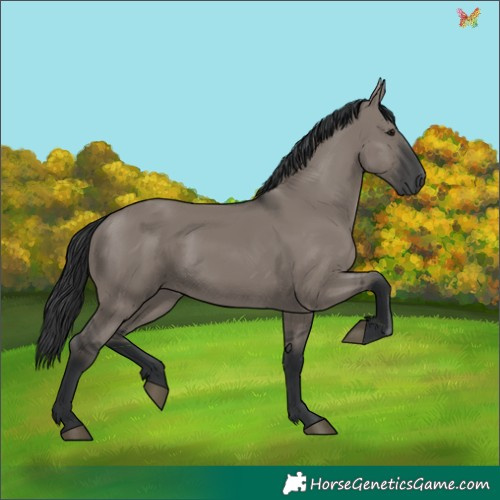 Horse Color:Grullo Rabicano 