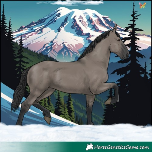 Horse Color:Grullo Rabicano 