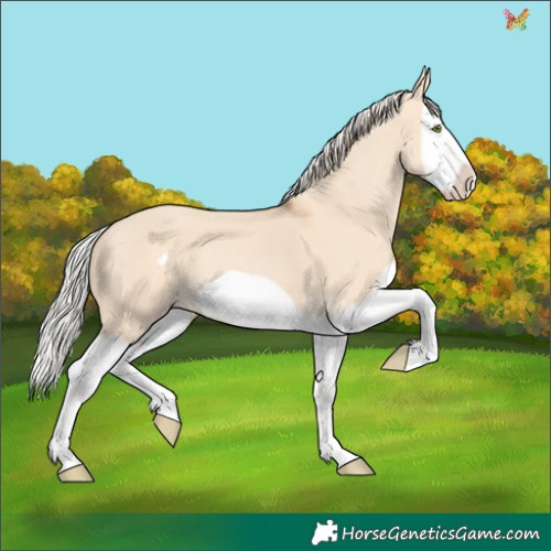 Horse Color:Silver Classic Champagne Dun Splash Frame