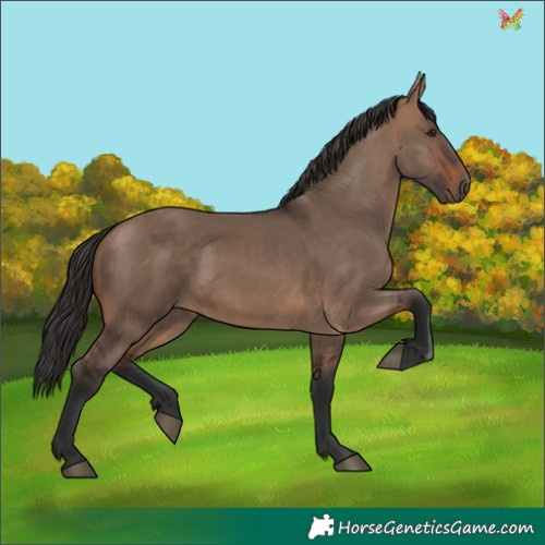 Horse Color:Brown Dun Rabicano 