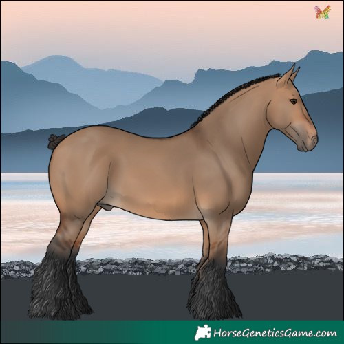 Horse Color:Bay Dun Rabicano 
