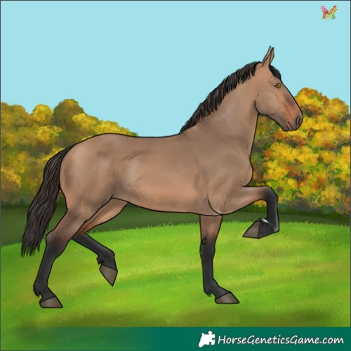 Horse Color:Bay Dun Rabicano 