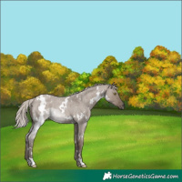 Horse Color:White Spotted Silver Grullo Roan Rabicano 
