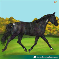 Horse Color:Midnight Brown Ice 