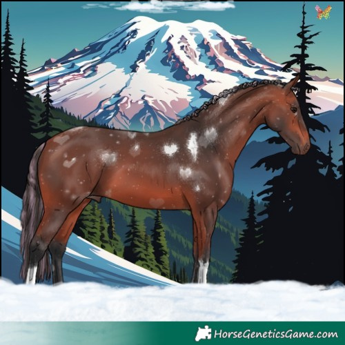 Horse Color:Painted Bay Tobiano 