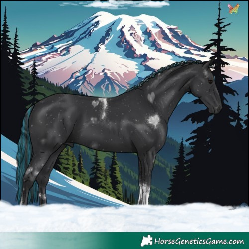 Horse Color:Painted Black Tobiano 