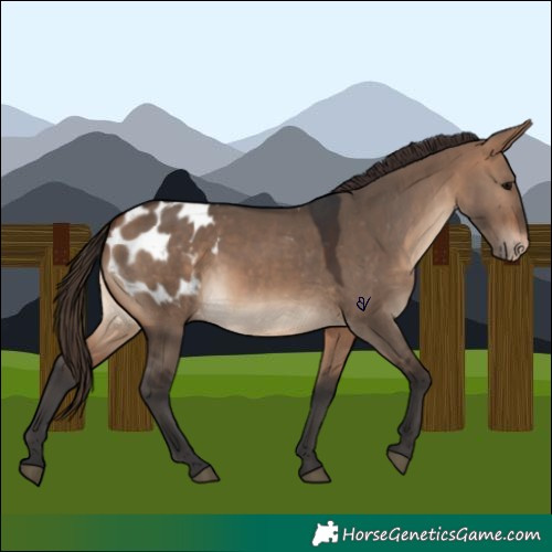 Horse Color:Bay Dun Appaloosa 