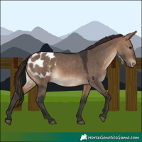 Horse Color:Bay Dun Appaloosa 