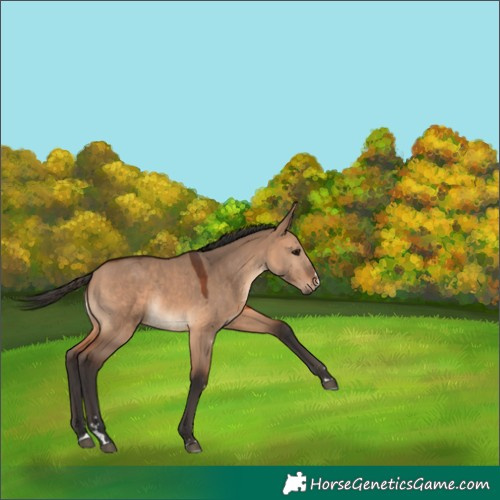Horse Color:Bay Dun 