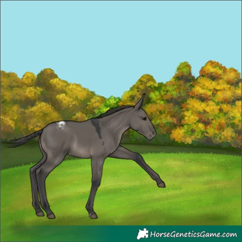 Horse Color:Grullo Appaloosa 