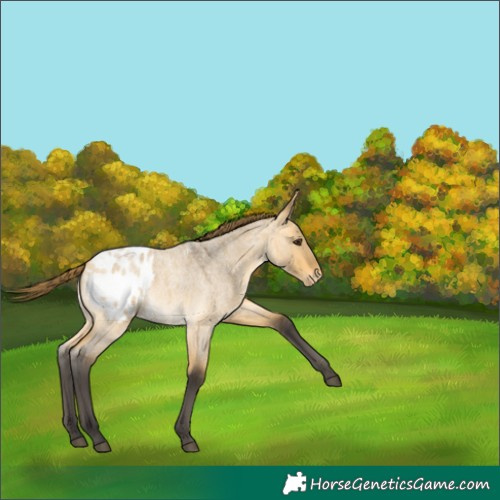 Horse Color:Buckskin Roan Dun Appaloosa 