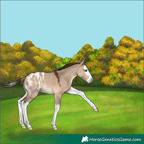 Horse Color:Brown Dun Splash Appaloosa 