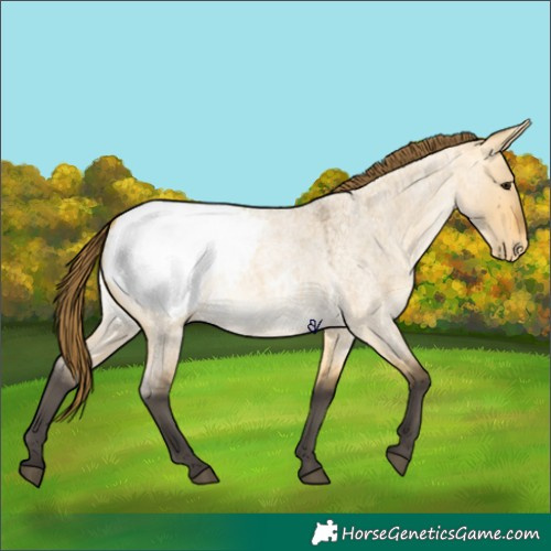 Horse Color:Buckskin Roan Dun Appaloosa 