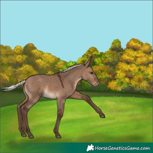 Horse Color:Silver Brown Dun Appaloosa 