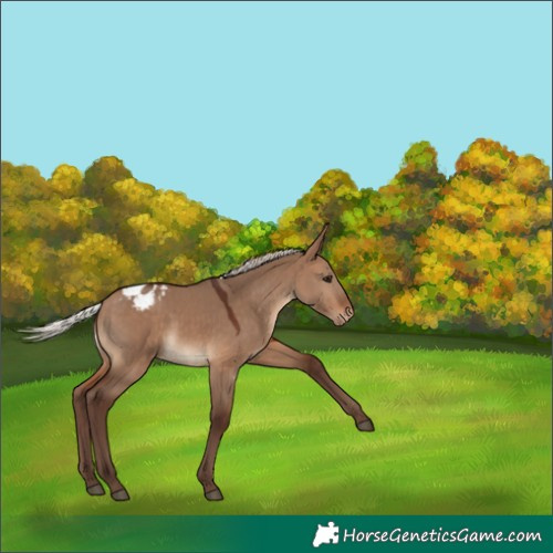 Horse Color:Silver Brown Dun Appaloosa 